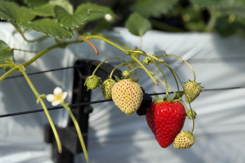 Afternoon Tea “VOYAGE” La saison des Iga do-dan fraises