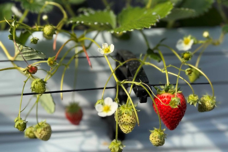 Afternoon Tea “VOYAGE” La saison des Iga do-dan fraises